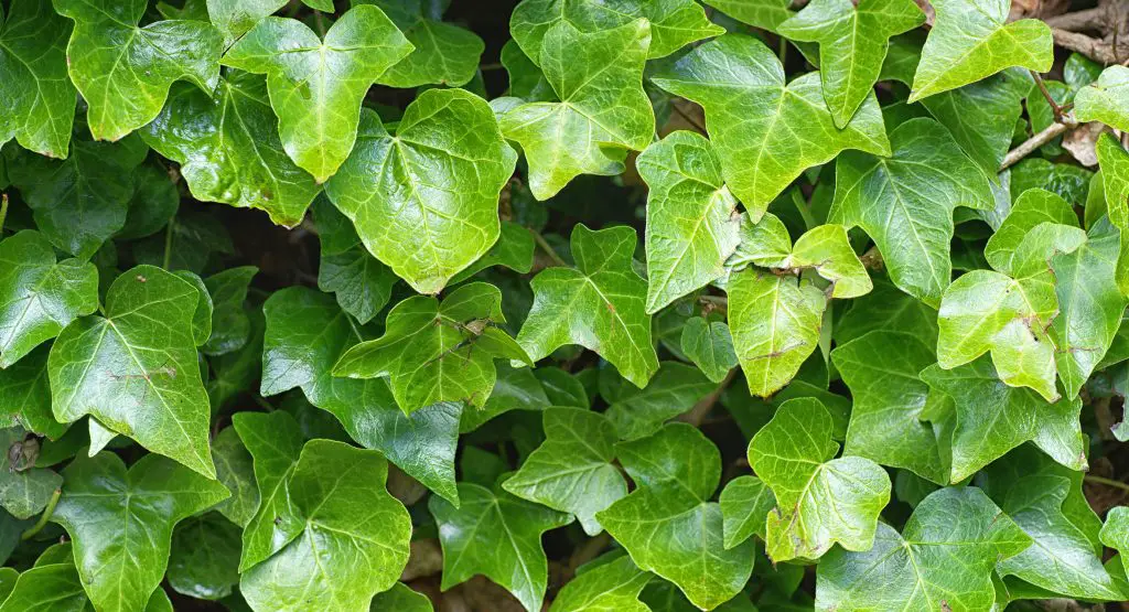 English Ivy Hedera helix