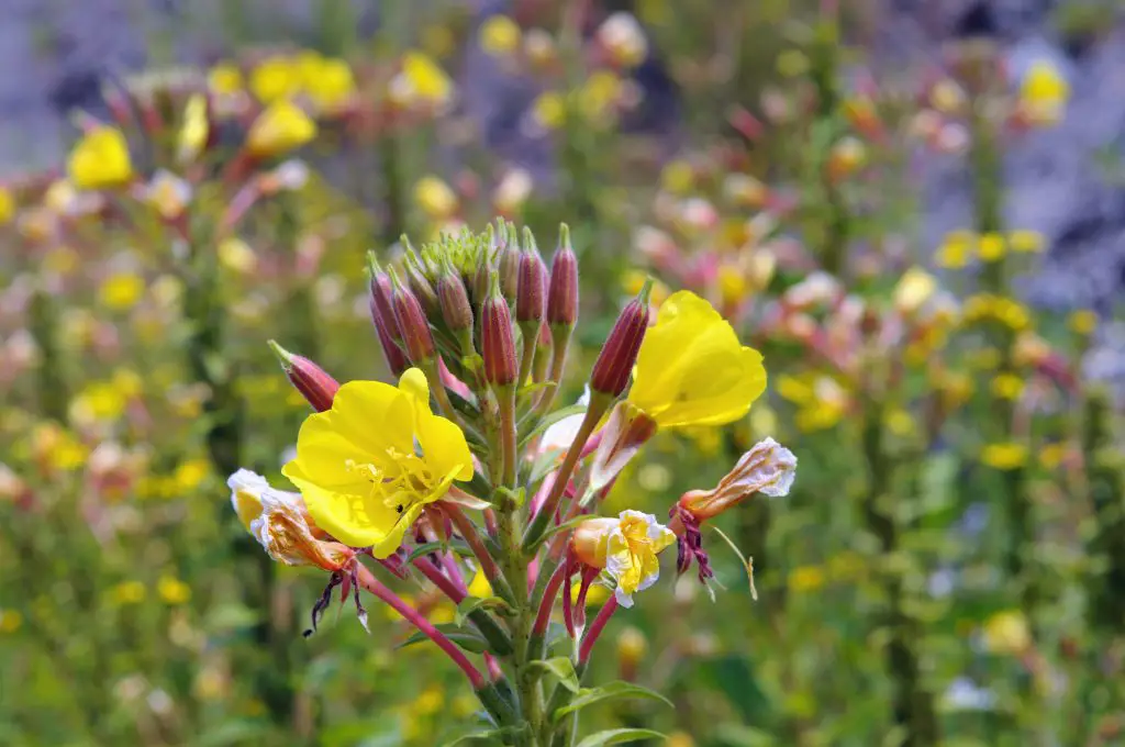 Evening Primrose (Oenothera biennis)