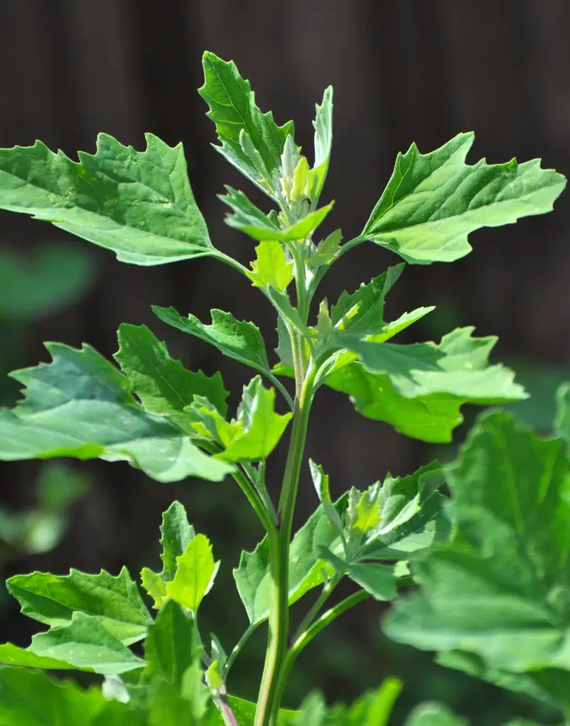 Fat Hen Chenopodium album