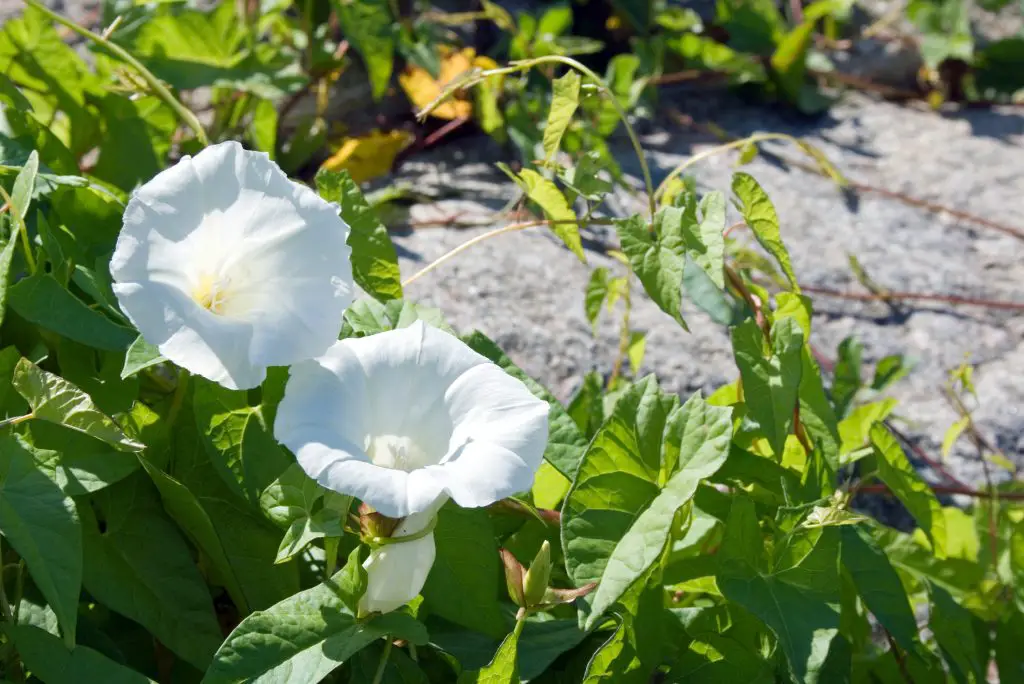 Field Bindweed (Convolvulus arvensis)