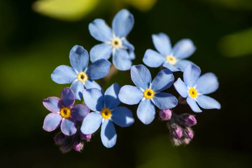 Field Forget me not Myosotis arvensis