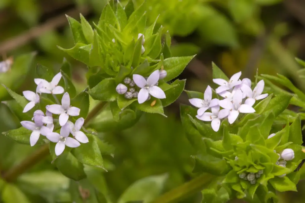 Field Madder sherardia arvensis flower