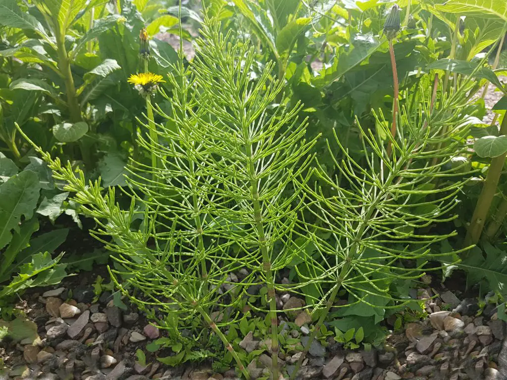 Field horsetail equisetum arvense