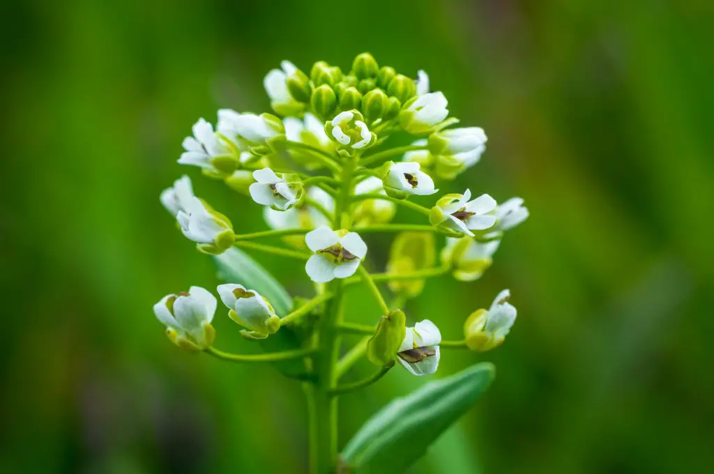 Field pennycress, thlaspi arvense plant