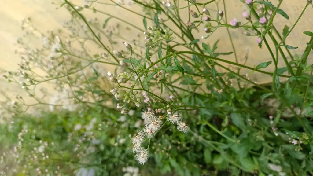 Thale Cress - Invasive Weeds