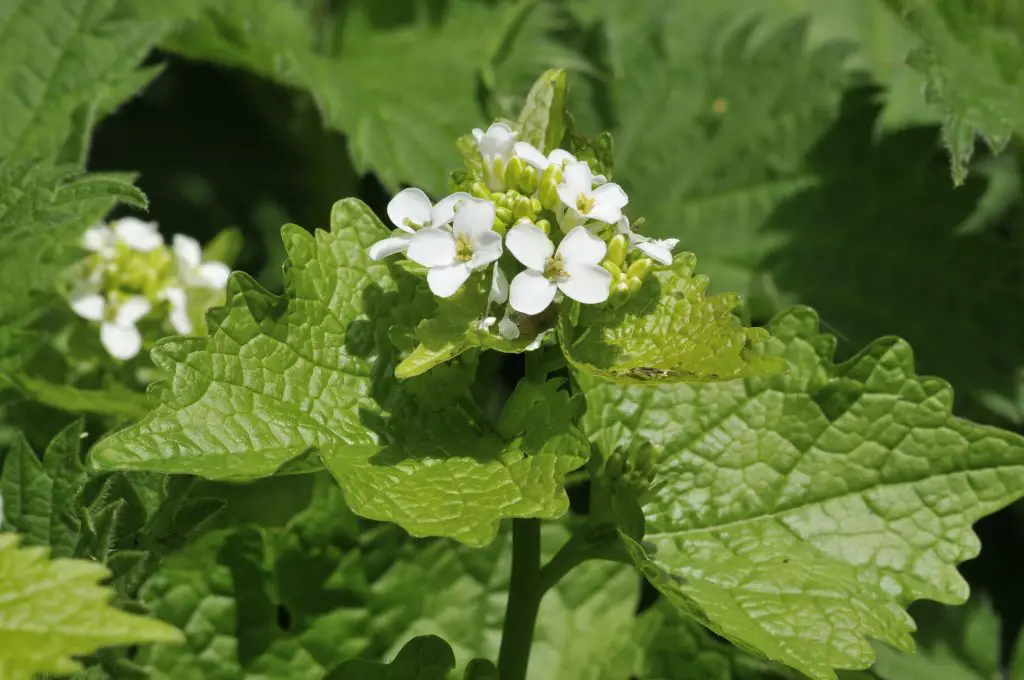 Garlic Mustard Alliaria petiolata