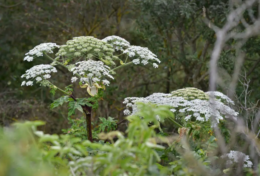 Giant Hogweed (Heracleum spp.)