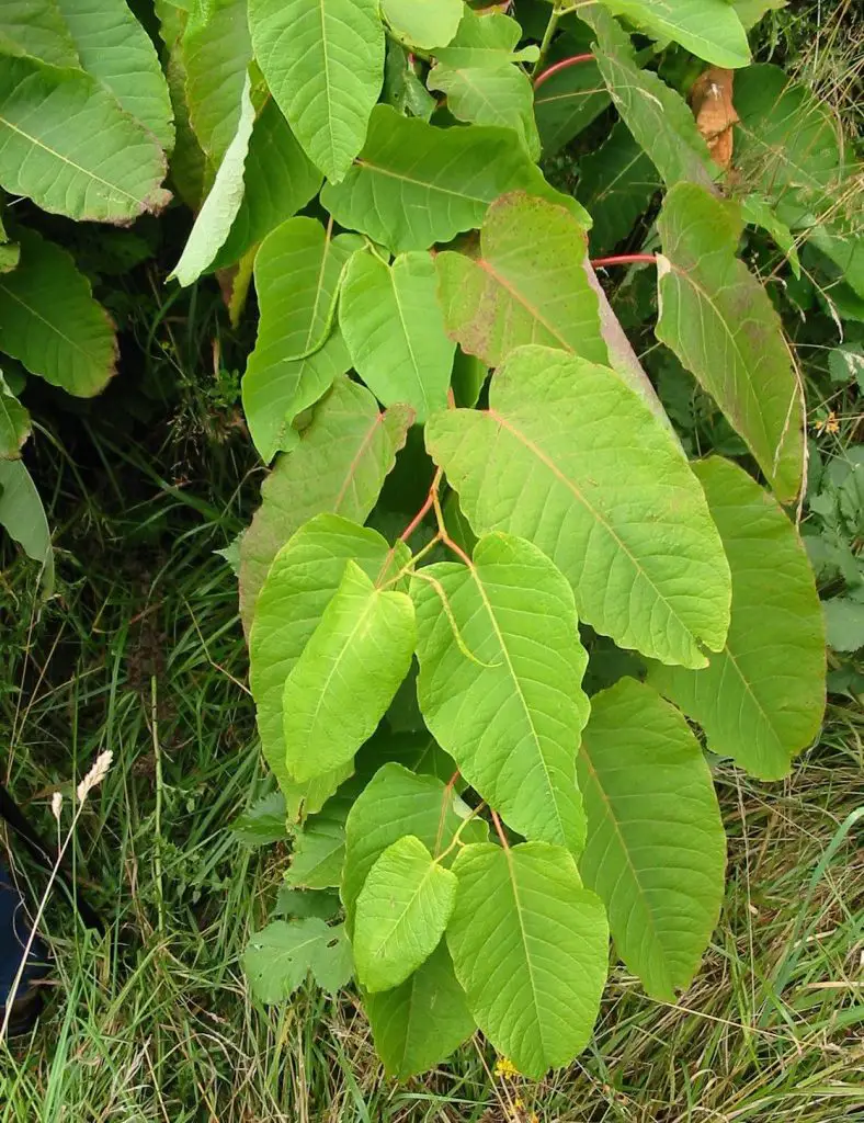 Giant Knotweed Fallopia sachalinensis