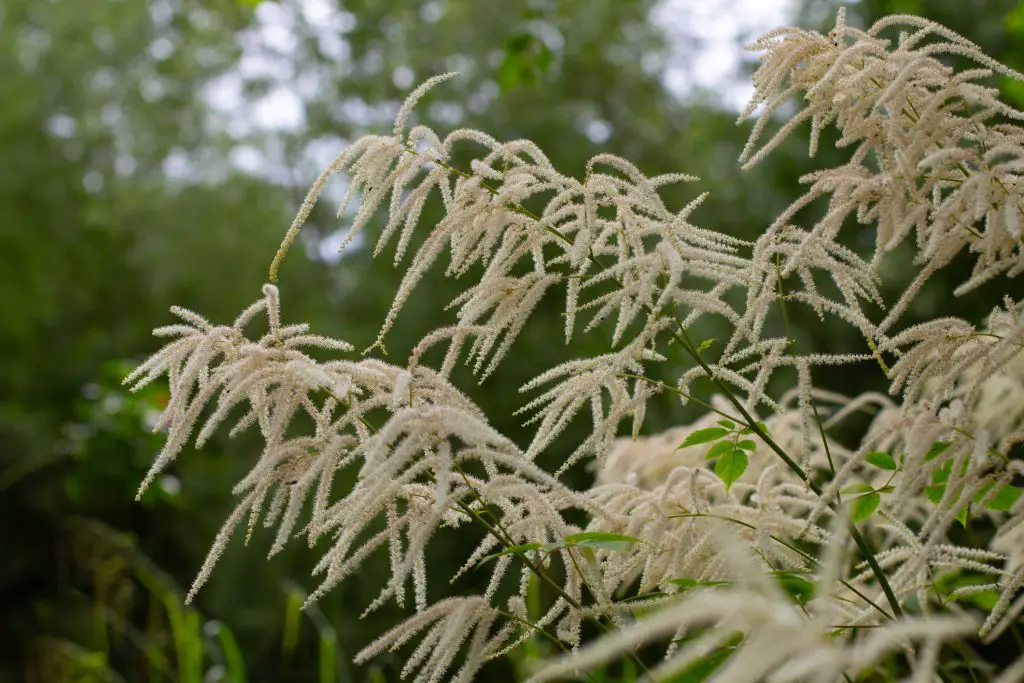 Goat's Beard (Aruncus dioicus)