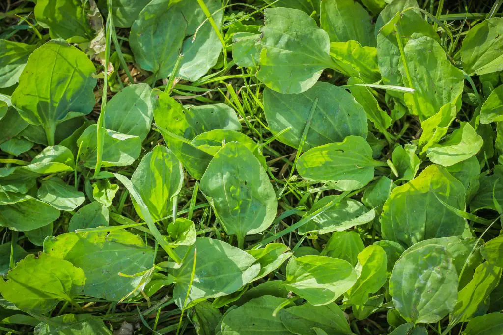 Greater Plantain (Plantago major)