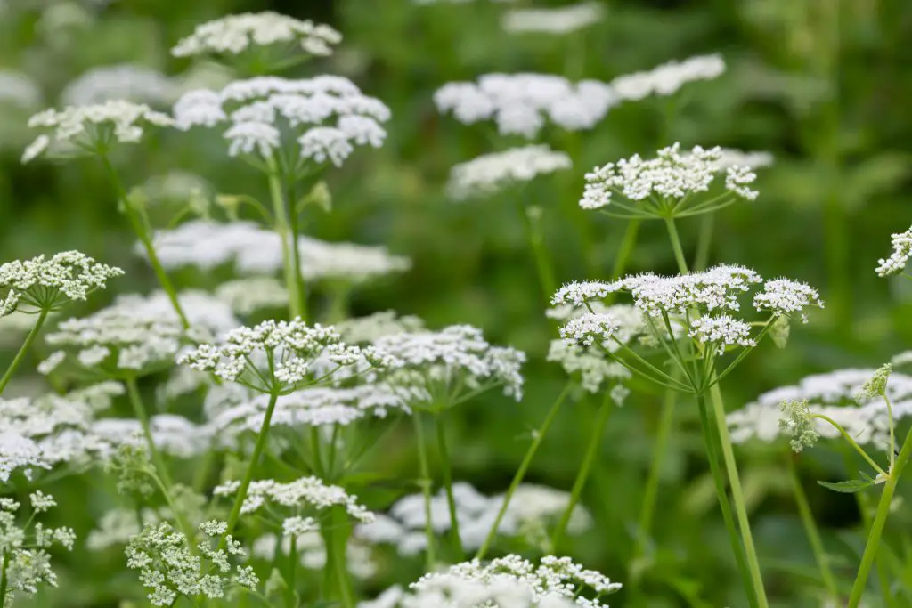 Ground Elder Aegopodium podagraria