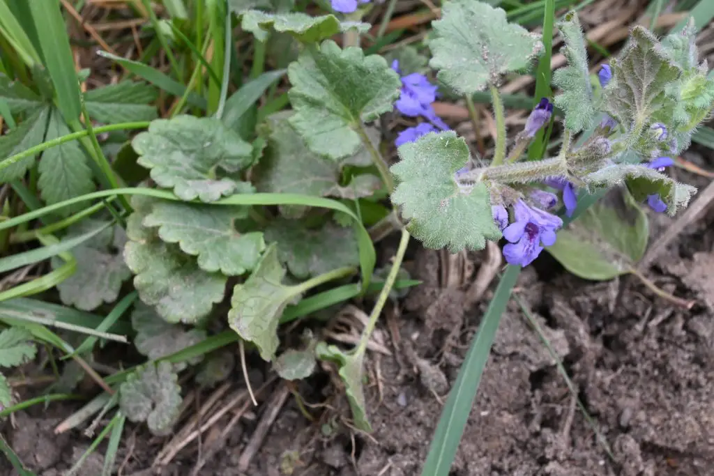 Ground Ivy (Glechoma hederacea)
