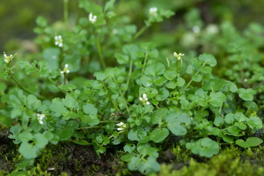 Hairy bittercress Cardamine hirsuta plant