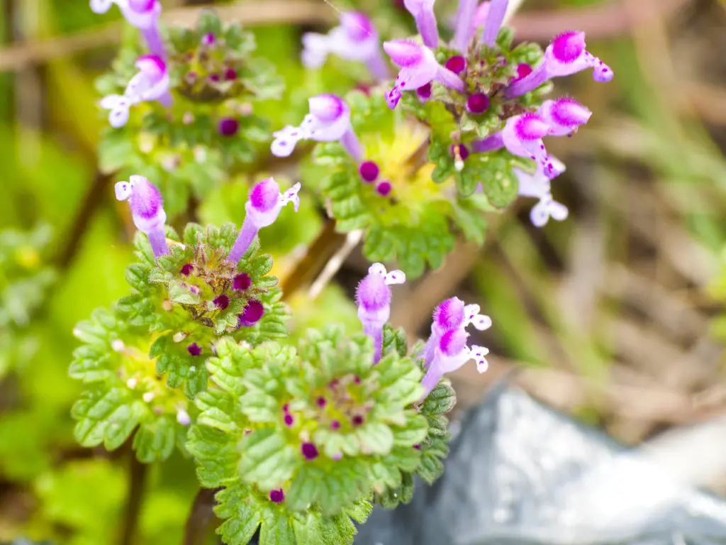 Henbit Dead Nettle (Lamium amplexicaule)