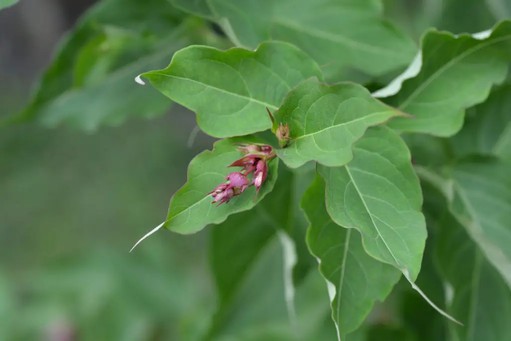 Himalayan Honeysuckle Leycesteria formosa