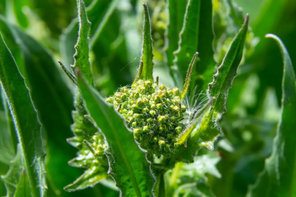 Hoary Cress (Cardaria spp.)