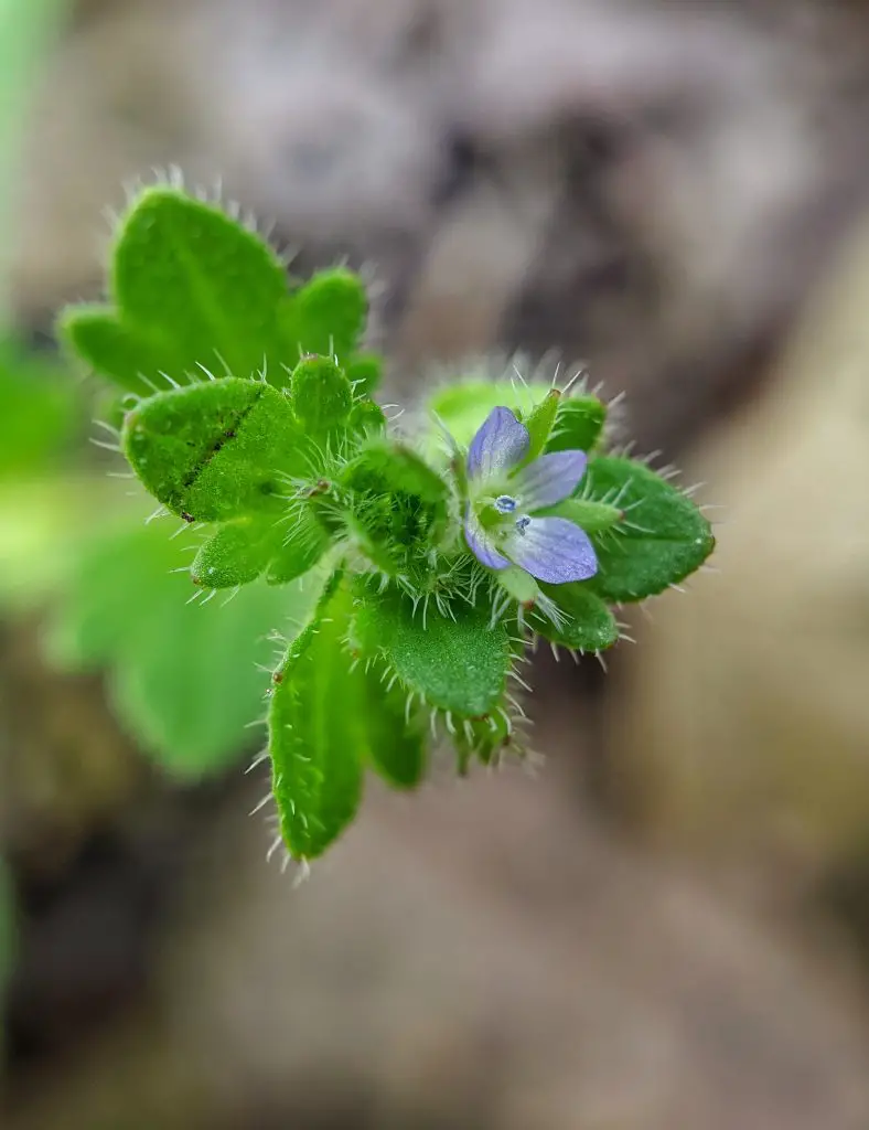 Ivy Leaved Speedwell
