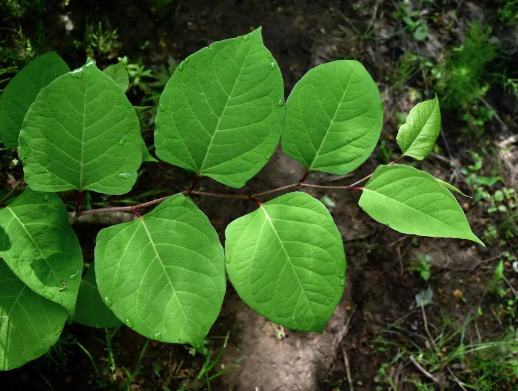 Japanese Knotweed (Fallopia japonica)