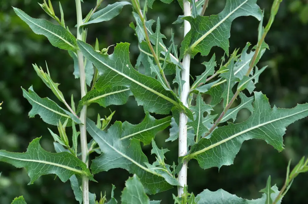 Prickly Lettuce - Invasive Weeds