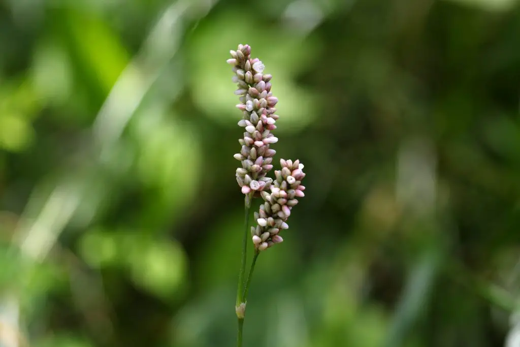 Lady Thumb plant (Persicaria maculosa)