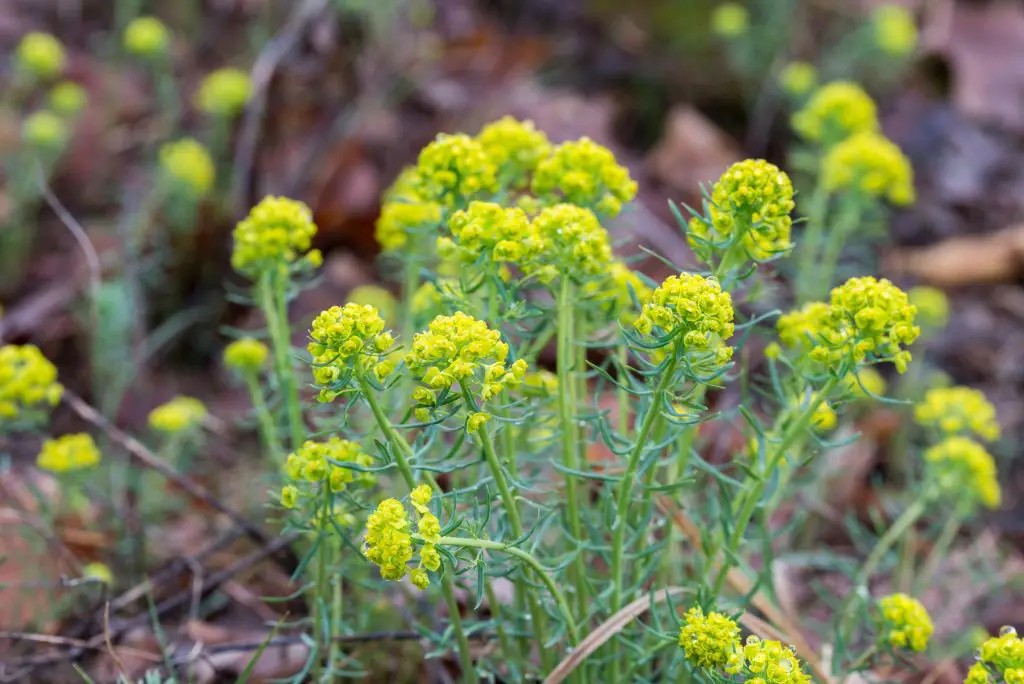 Leafy Spurge (Euphorbia esula)