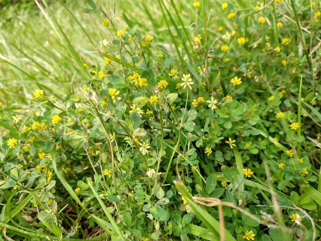 Lesser Trefoil - Invasive Weeds