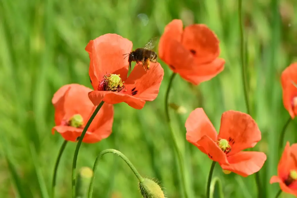 Long headed poppy ( Papaver dubium ) flowers
