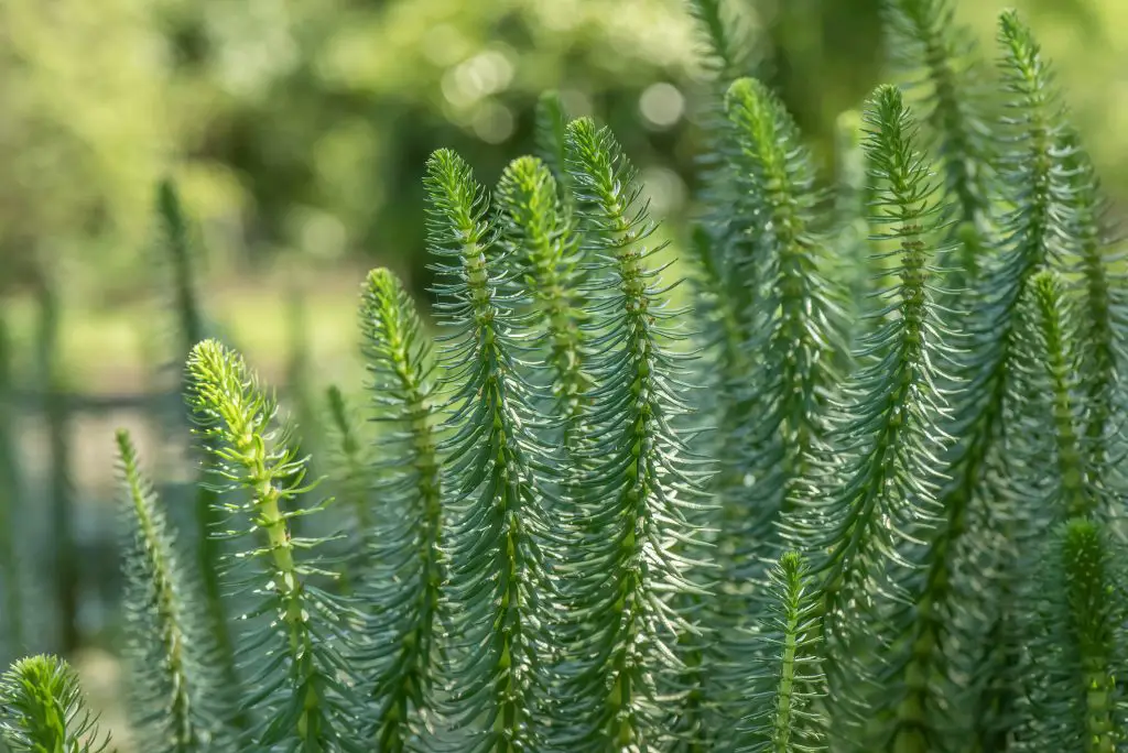 Mare's Tail (Hippuris vulgaris)