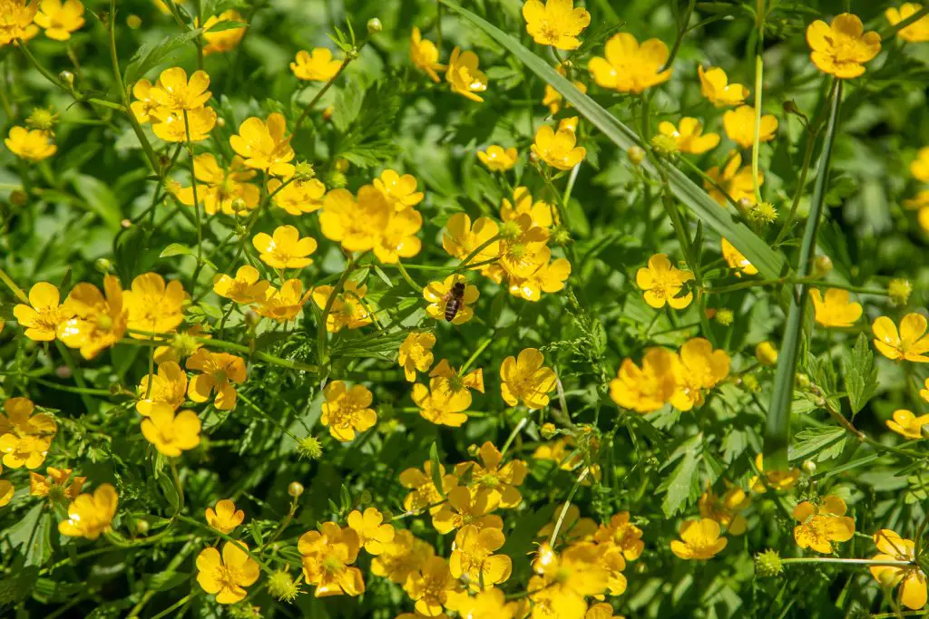 Meadow Buttercup - Invasive Weeds