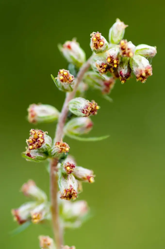 Mugwort (Artemisia vulgaris)