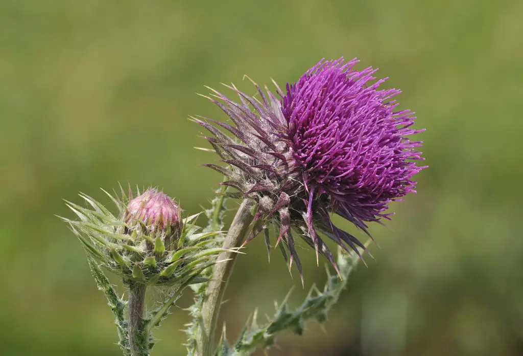 Musk Thistle (Carduus nutans)