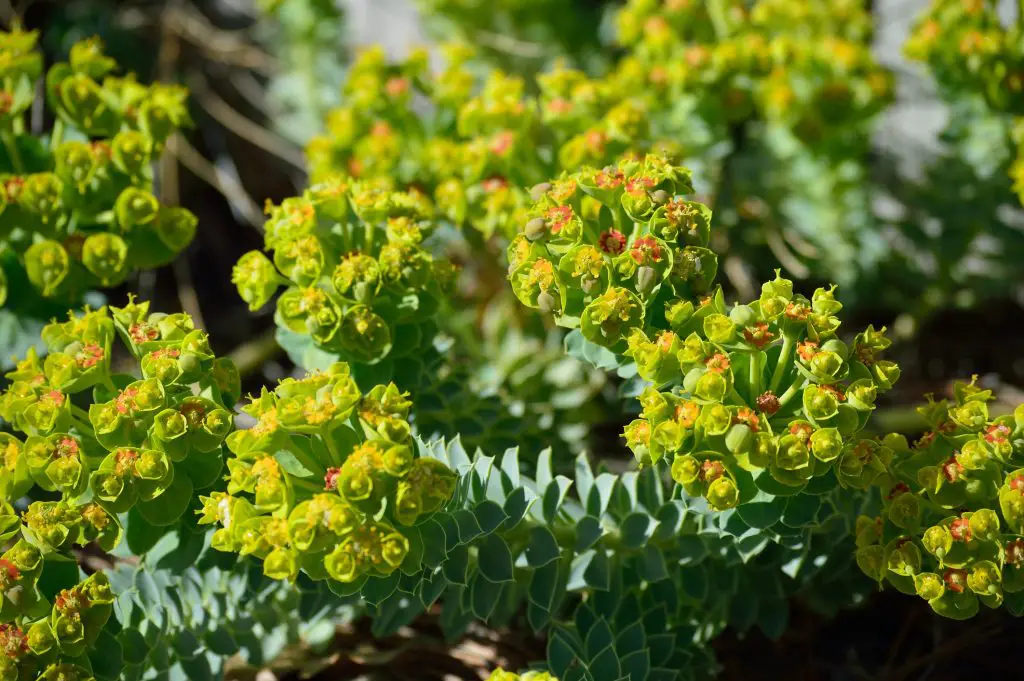 Myrtle Spurge or Donkeytail Spurge flower clusters