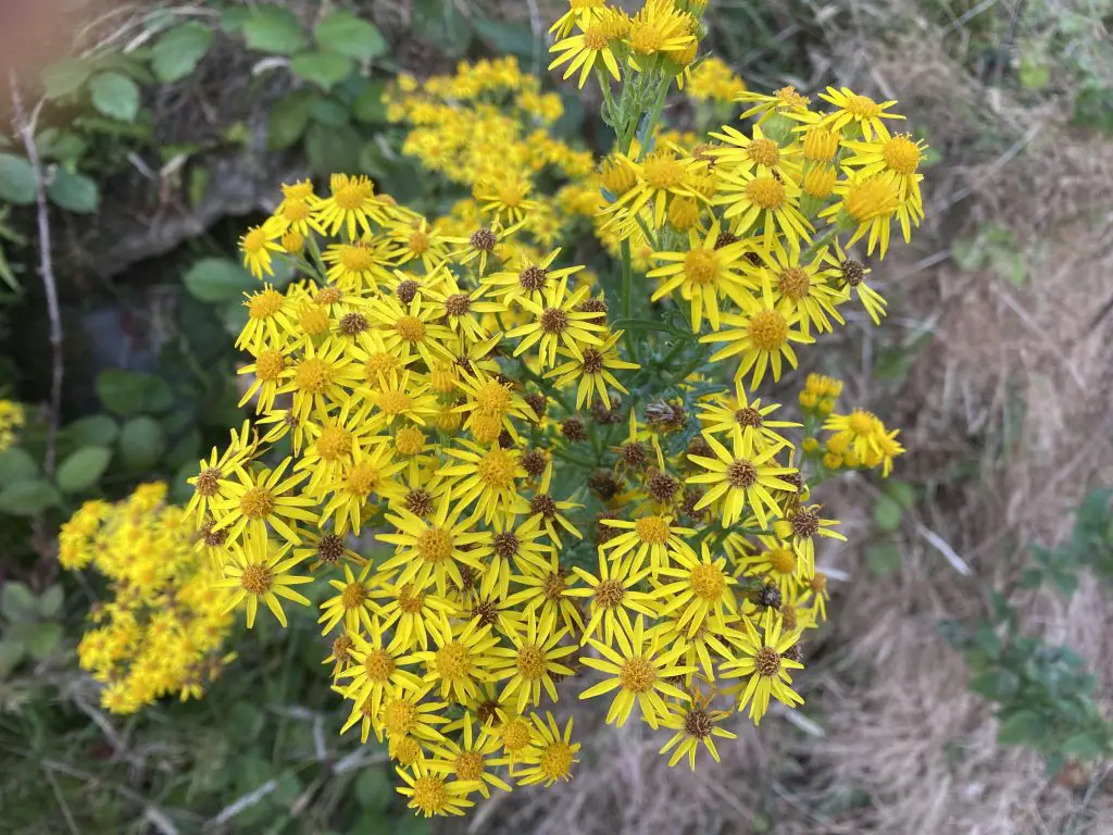 Oxford Ragwort