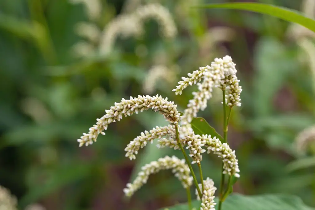 Pale persicaria, Persicaria lapathifolia