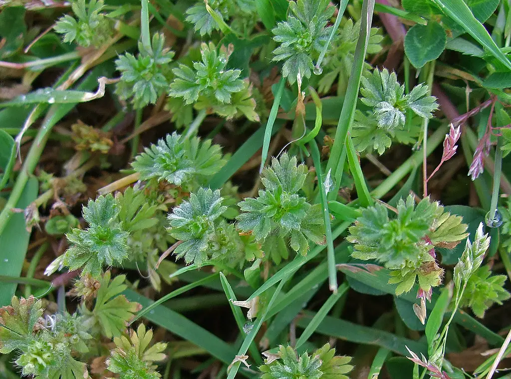 Parsley Piert (Aphanes arvensis)
