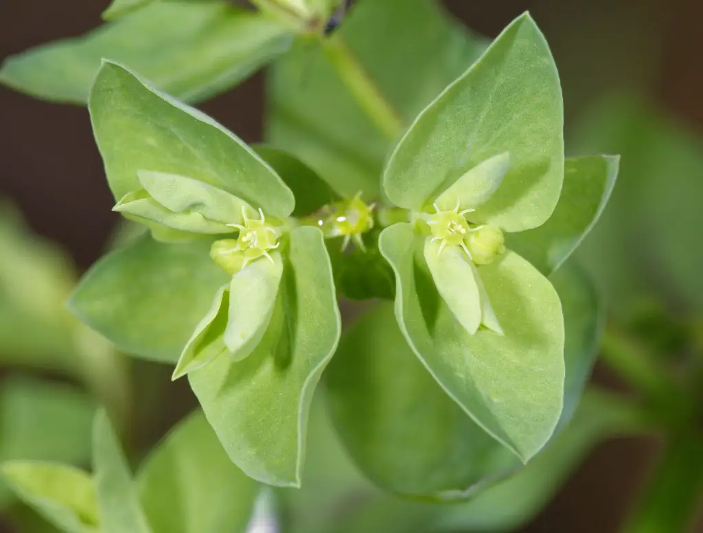 Petty Spurge Euphorbia peplus