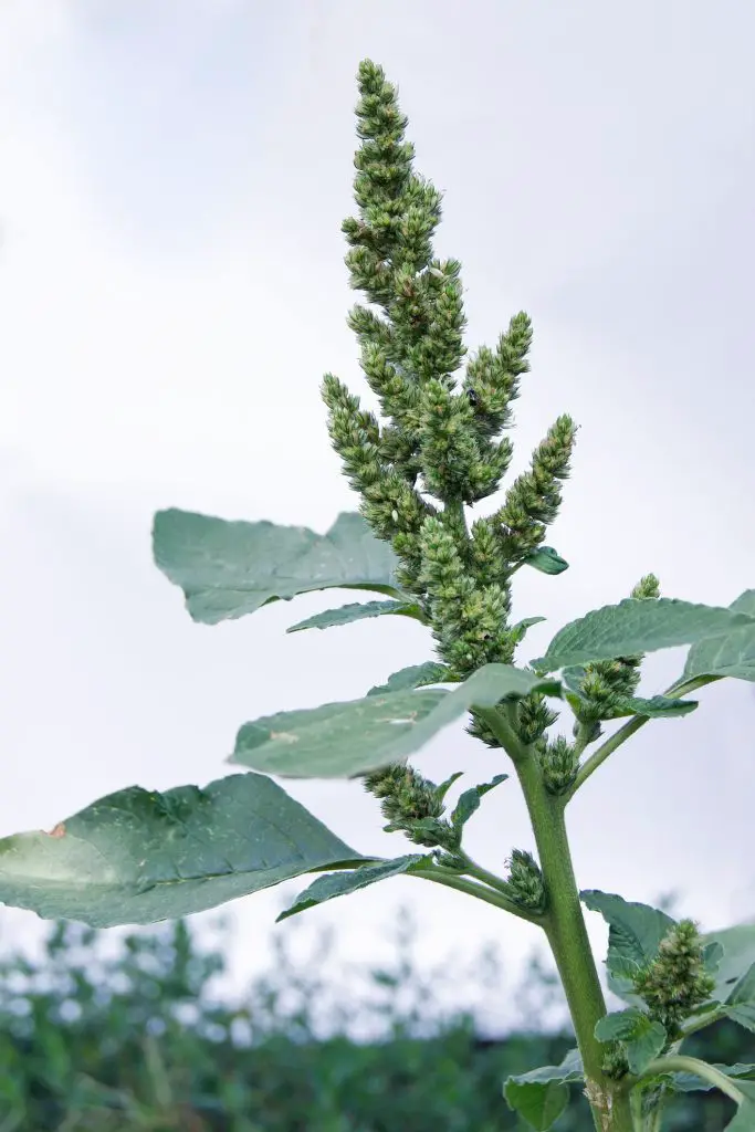 Pigweed - Invasive Weeds