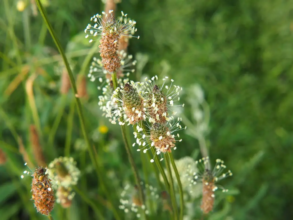 Plantago lanceolata ribwort plantain