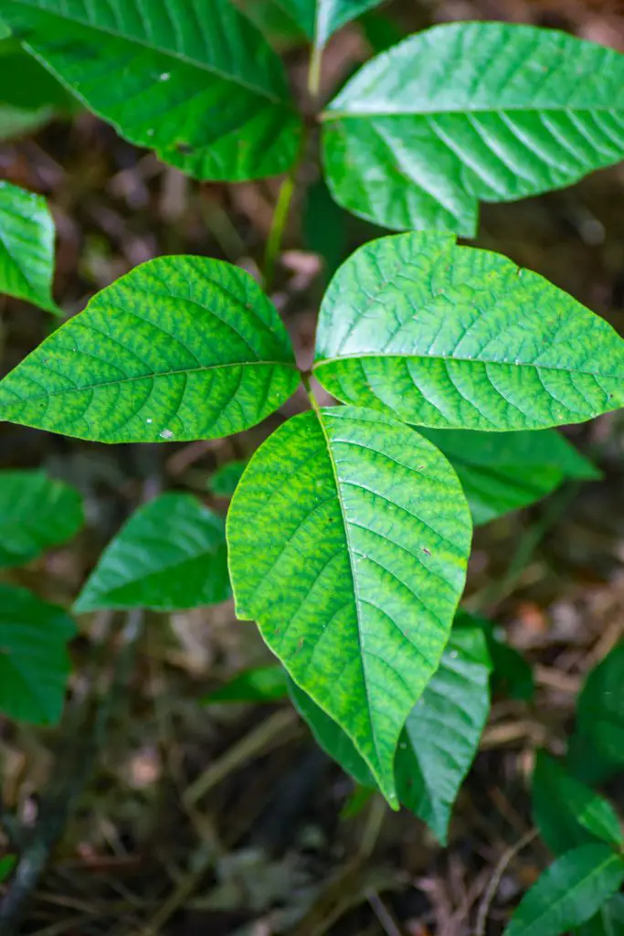 Poison Ivy (Toxicodendron radicans)