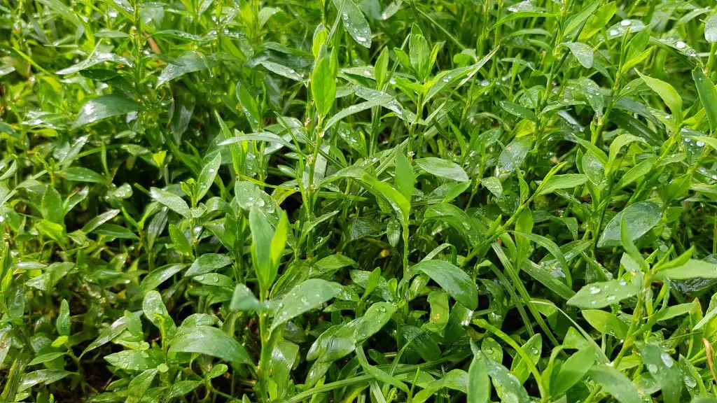 Polygonum aviculare or common knotgrass