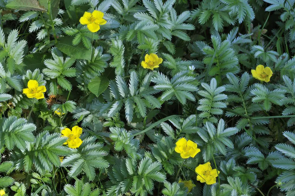 Potentilla anserina silverweed