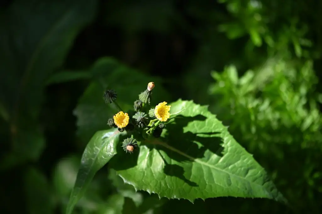 Prickly sow thistle Sonchus asper