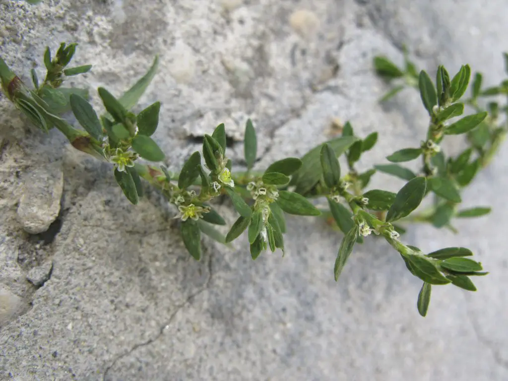 Prostrate Knotweed (Polygonum aviculare)