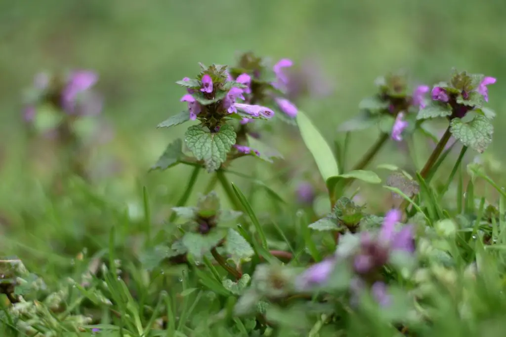 Purple Deadnettle (Lamium purpureum)