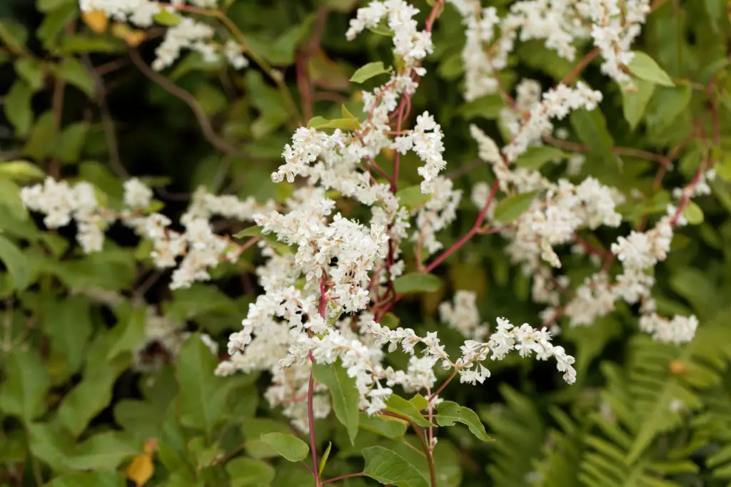 Russian Vine (Fallopia baldschuanica)