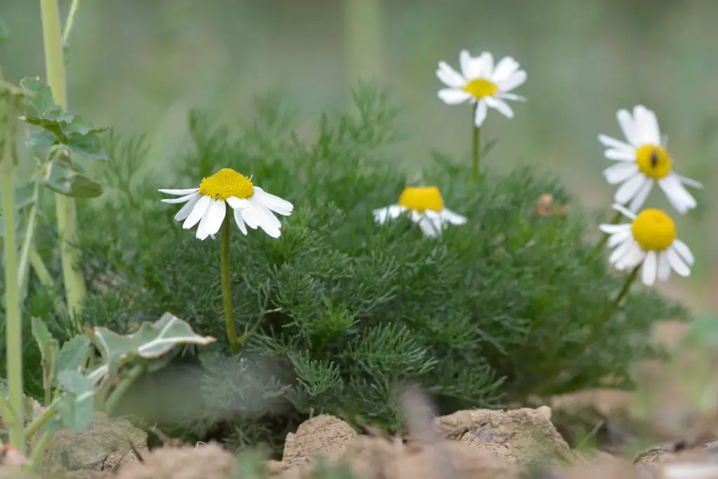 Scentless mayweed (Tripleurospermum inodorum)