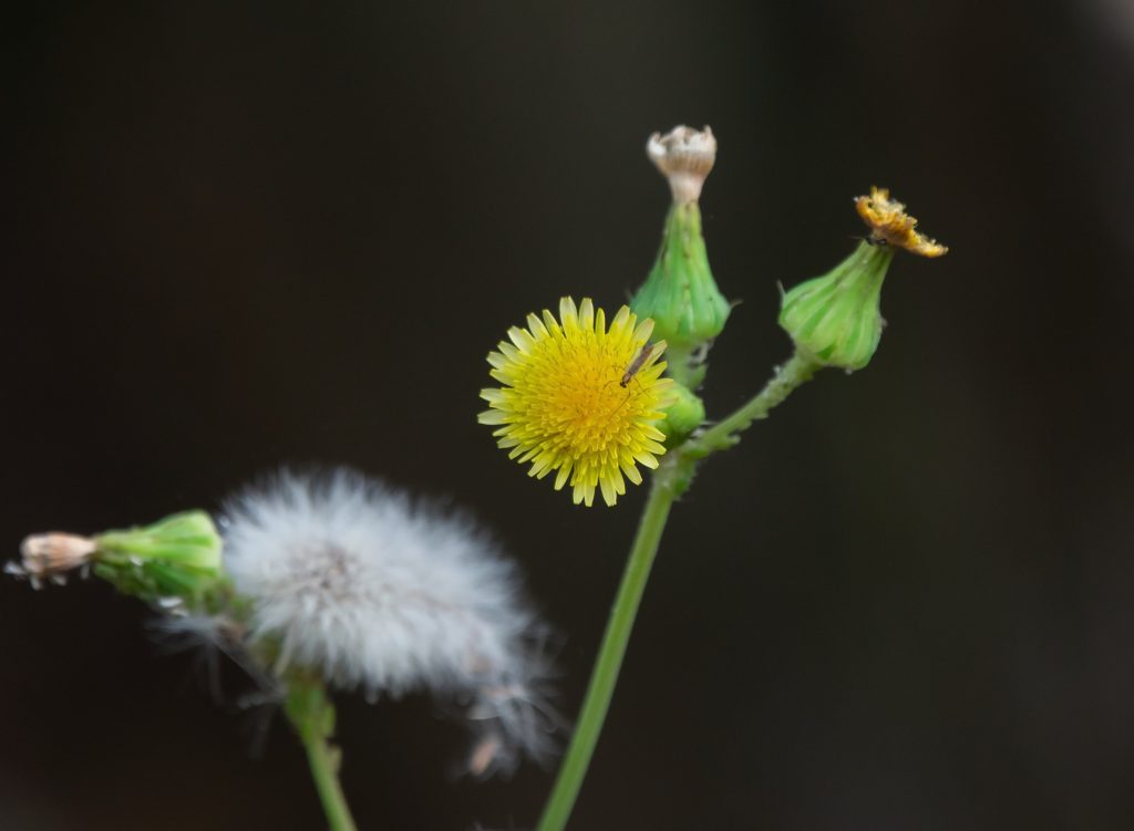 Sonchus oleraceus sow thistle