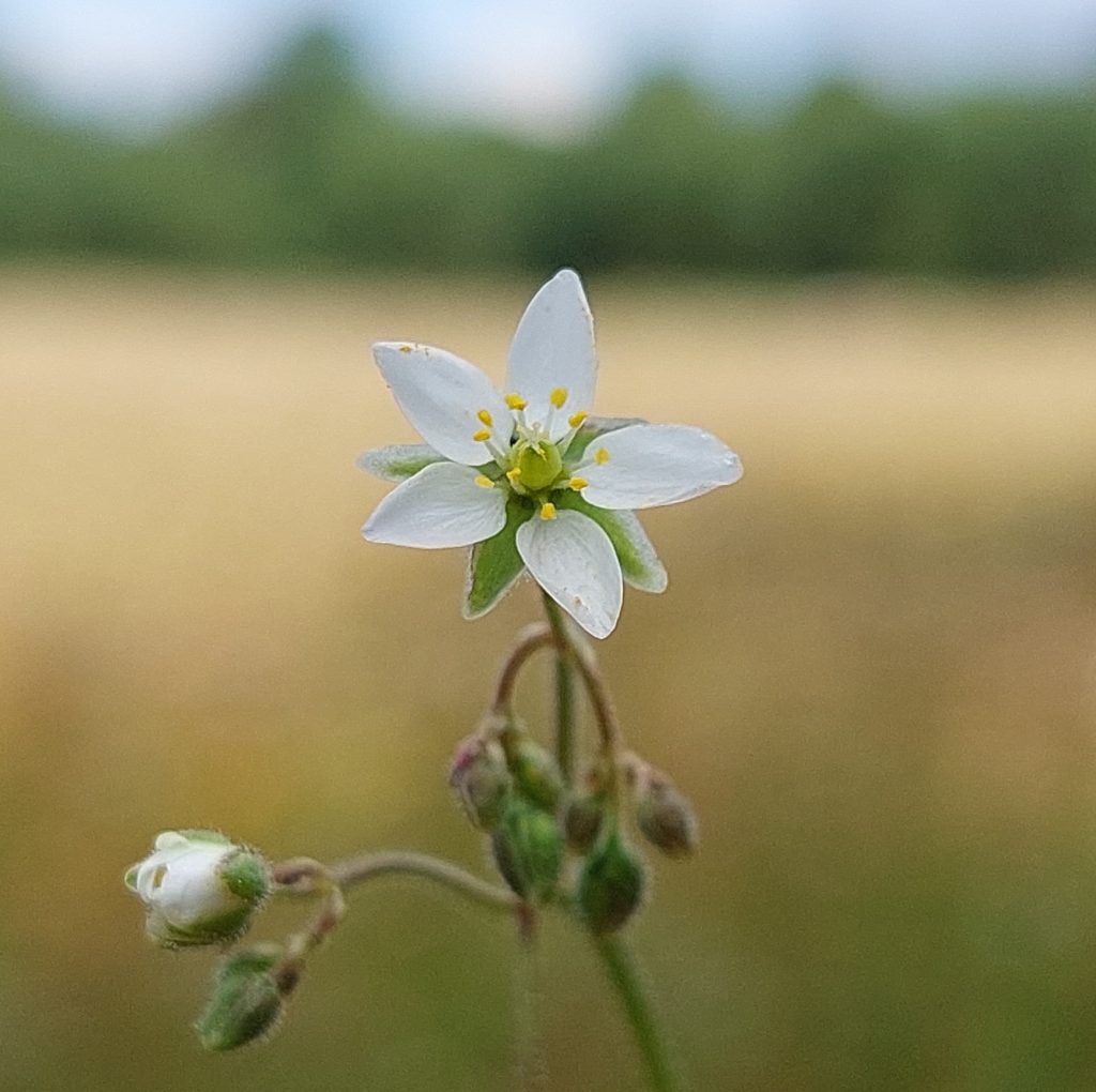 Spergula arvensis, the corn spurry