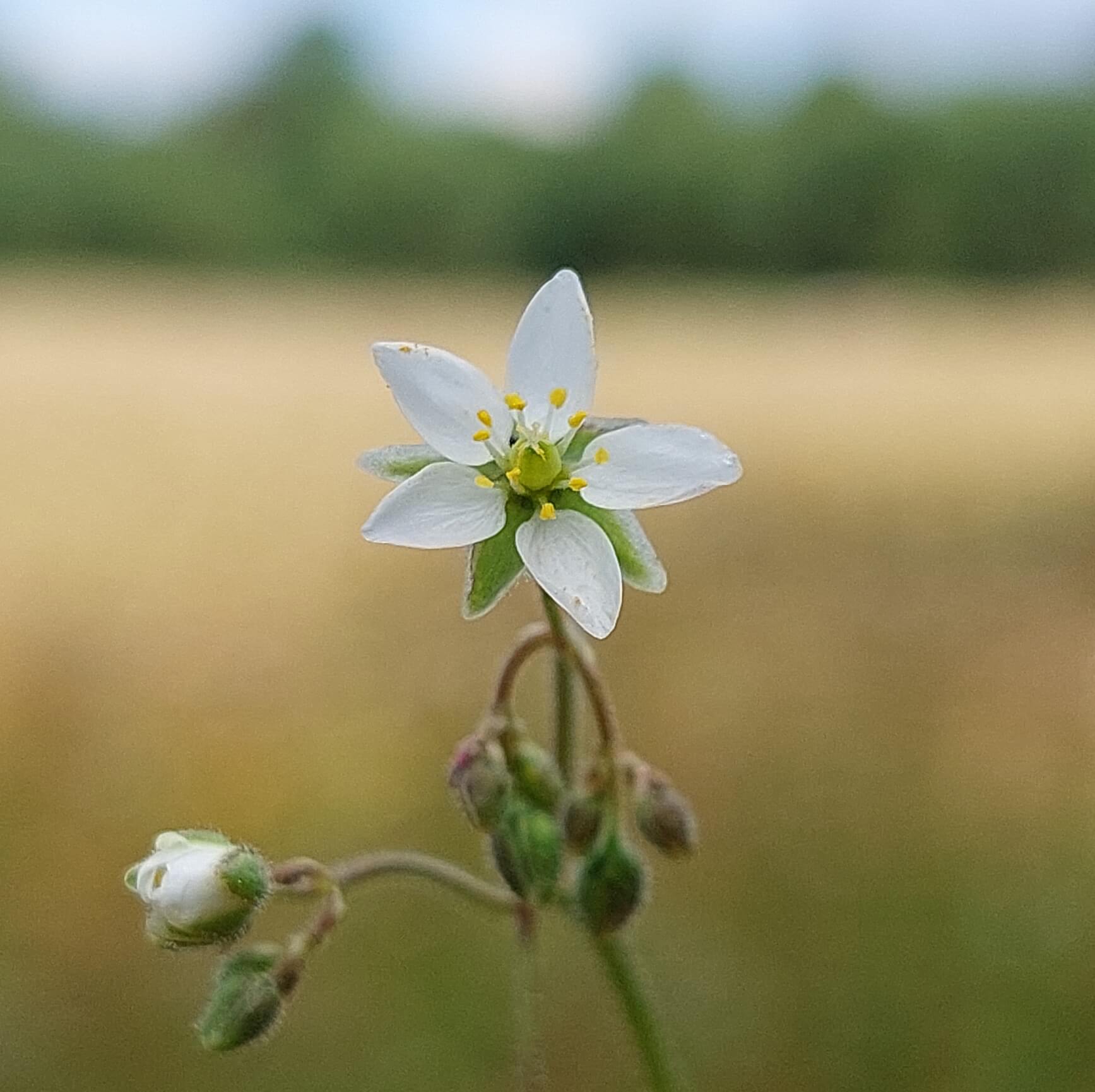 Corn Spurrey - Invasive Weeds