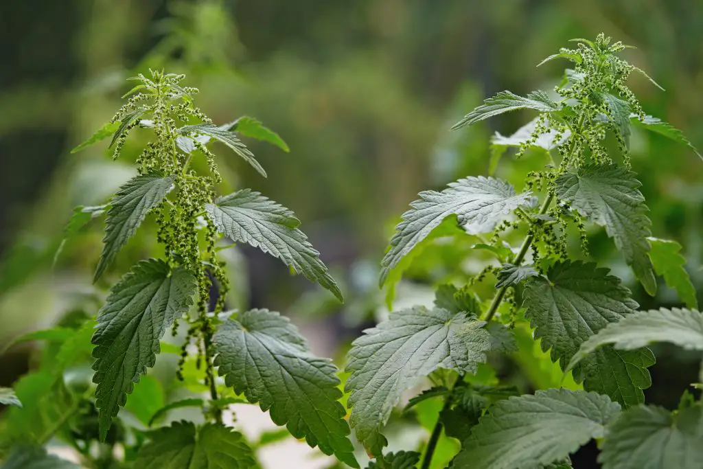 Stinging nettles Urtica dioica